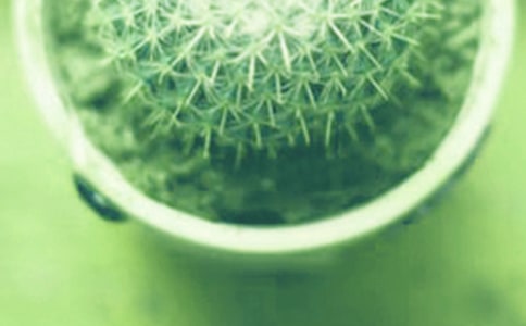 我的小盆栽作文8篇