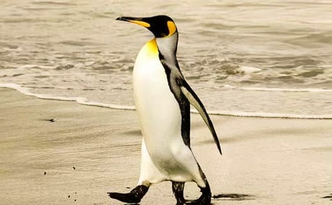 企鵝致人類(lèi)朋友的一封信五年級(jí)作文