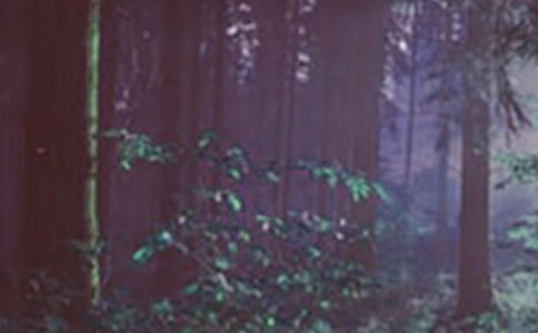 ɭ�ַ���؟�Ε������T��