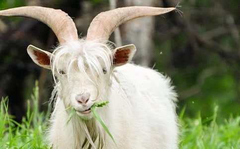 ��ɽ����B(y��ng)ֳ���g(sh��)