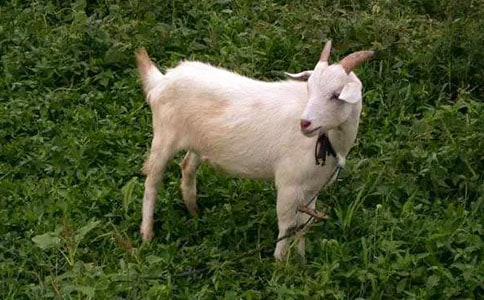 ɽ���^��(d��)ľ�򿴈D��Ԓ