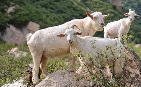 ��ɽ�������(y��n)