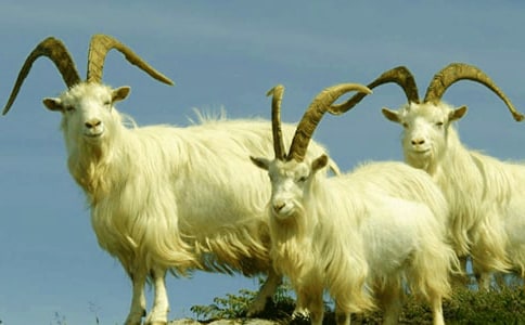 ɽ���^��(d��)ľ���������