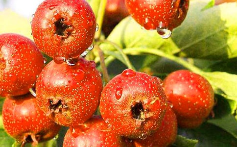 ��(zh��)�I(y��)�t(y��)����(f��)��(x��)Ҫ�c�����˳�ɽ髵������