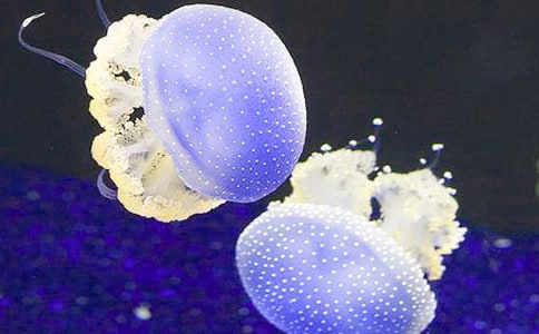 ˮĸ����600�ֺϼ�9ƪ