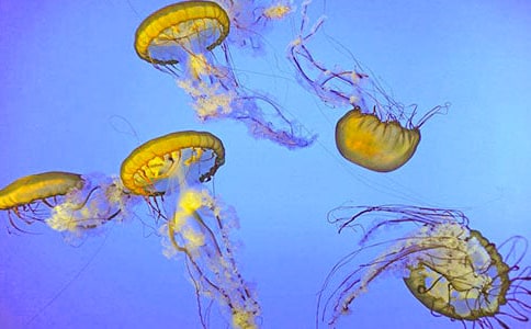 ��ˮĸ������500��