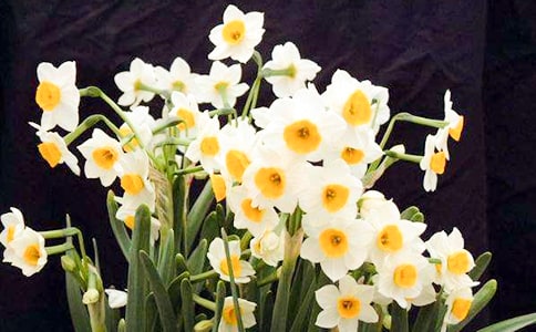 �茑ˮ�ɻ������ġ�����