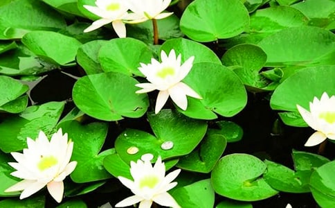 睡蓮作文400字(通用37篇)