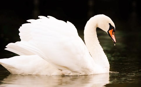 ���������Z�����ģ����x20ƪ��