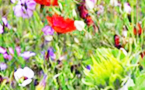 ��������Ұ����(���A15ƪ)