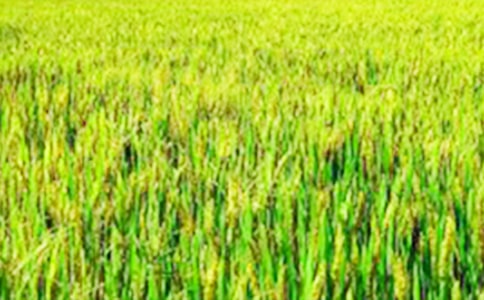 ��Ұ���ļ����ąR��15ƪ