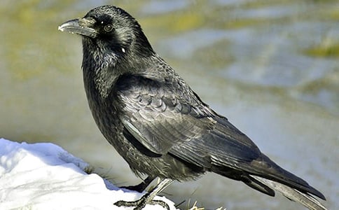 《烏鴉喝水》讀后感范文300字(精選5篇)