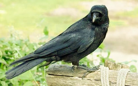 ��ľ�B�͞��f����