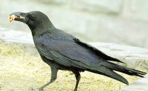 ���f�ֵ�Ԣ�Թ���