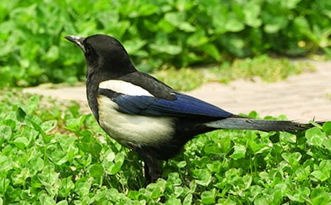 ϲ�o��������ľ�B��ͯԢ�Թ���