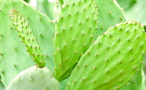 �茑�����Ƶ�����(15ƪ)