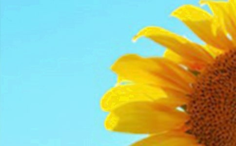 描寫向日葵的三年級作文