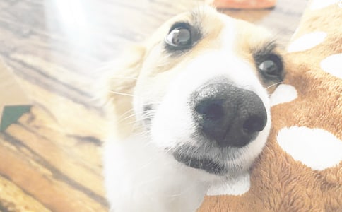 ���᡿�Һ�С������