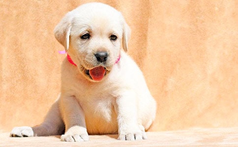 ����Ʒ��С���İl(f��)�F(xi��n)������ƪ