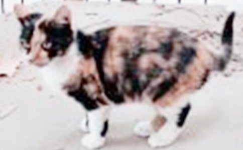 �P(gu��n)��С؈�ĔM�����ģ�ͨ��16ƪ��