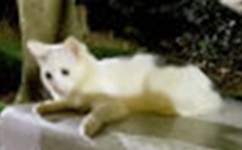 С؈�Č�������450��3ƪ