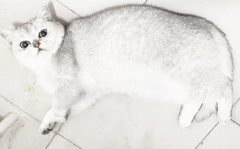 小貓作文(精選40篇)