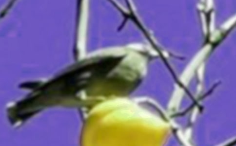 寫小鳥的作文【熱】