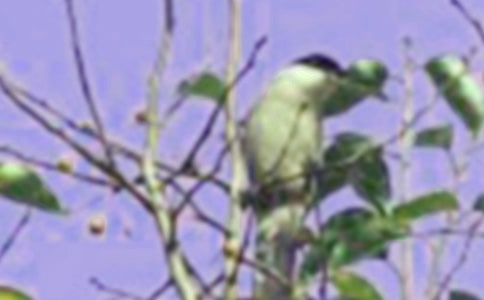 ���oС�B�Ŀ��D��Ԓ���ģ����x17ƪ��