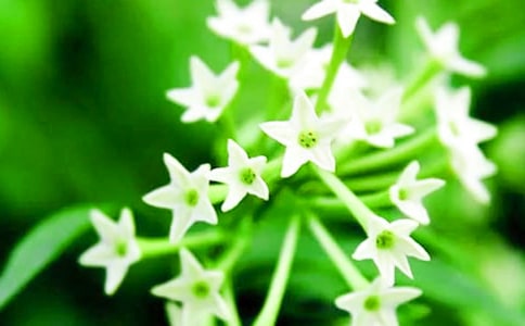 夜來香的秘密300字作文