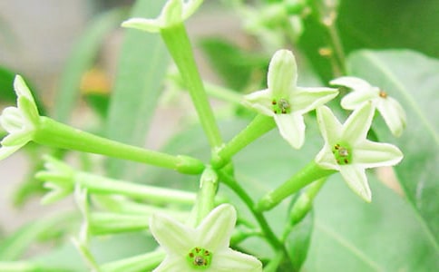 ҹ�������������