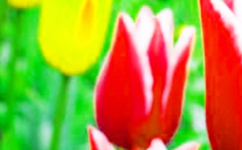 �茑�����������