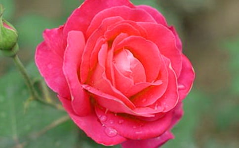 形容月季花的句子22條