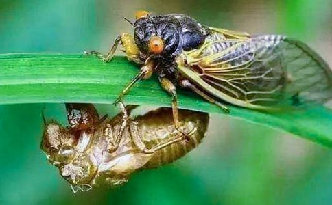 知了的夏天作文(通用38篇)