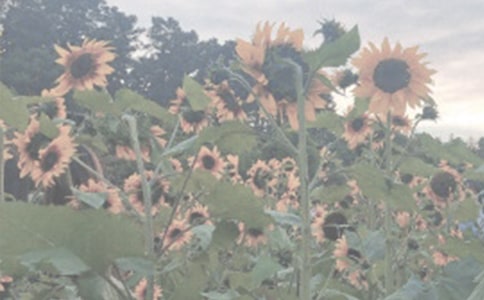 ����Ʒ��ֲ��@��ӛ��ƪ