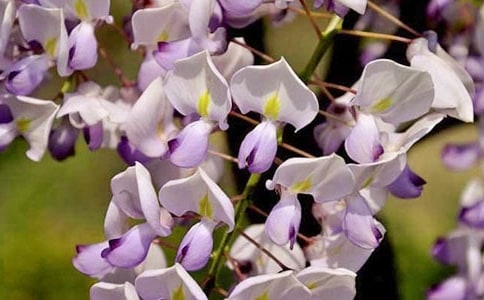 紫藤花作文500字