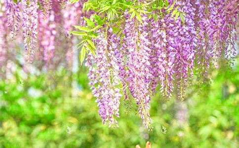 紫藤花開高中作文