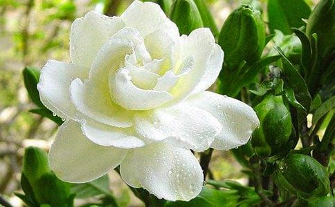 梔子花開時作文