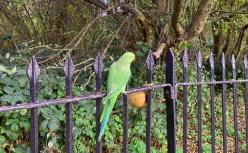 鸚鵡作文300字(精選37篇)