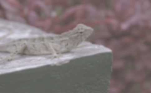 �Ҹ������澫������