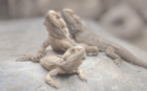 ��ϲ�۵�С����С�W����