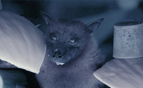 ����Ć�ʾ����