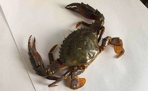 描寫螃蟹的初中一年級(jí)作文