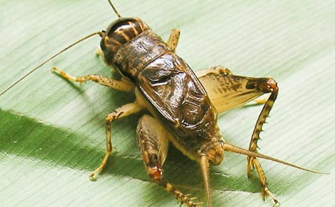 蟋蟀作文400字(精選40篇)