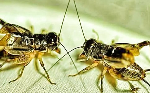 精選蟋蟀作文400字4篇