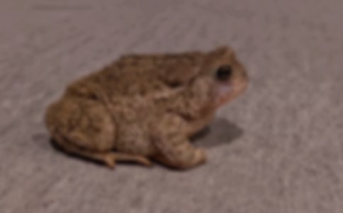 用詞語蟾蜍造句