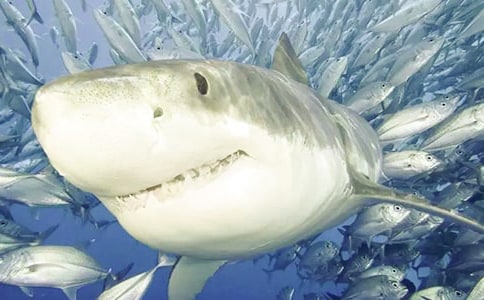 һֻ���~�Ľ�(j��ng)�v-��������600��