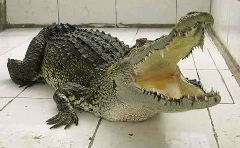 ����V���{�~(y��)���@����700��