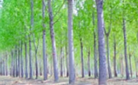 �ח�� ����