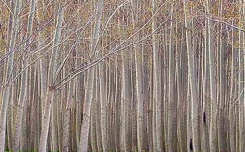 【精品】白楊樹作文600字三篇