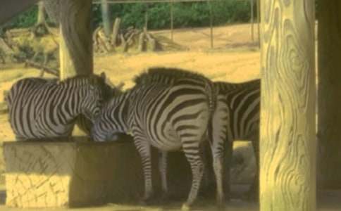 �Y׌���R��׌����������������